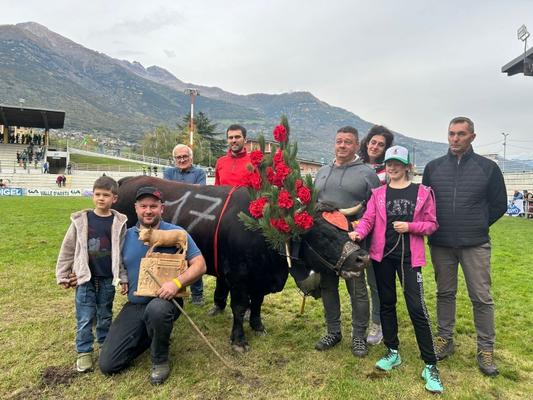 Batailles, Bellonne e Vespa regine nonostante la Blue tongue